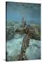 Green Sea Turtle Swimming-DLILLC-Stretched Canvas