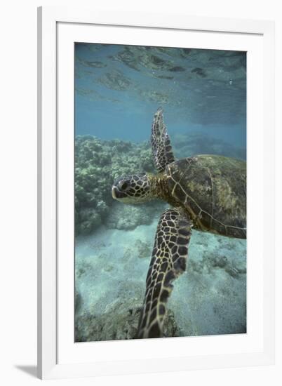 Green Sea Turtle Swimming-DLILLC-Framed Photographic Print