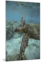 Green Sea Turtle Swimming-DLILLC-Mounted Photographic Print