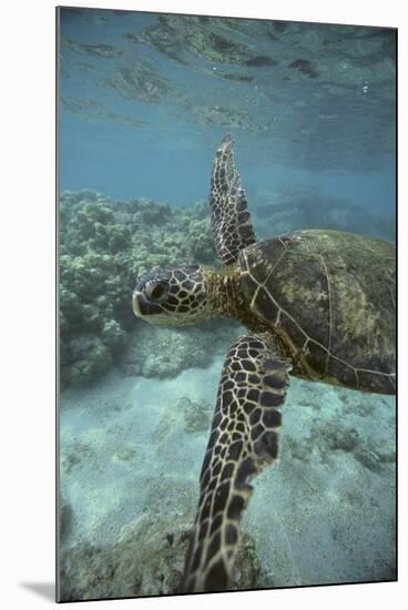 Green Sea Turtle Swimming-DLILLC-Mounted Photographic Print