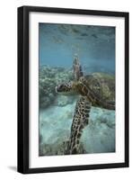 Green Sea Turtle Swimming-DLILLC-Framed Photographic Print