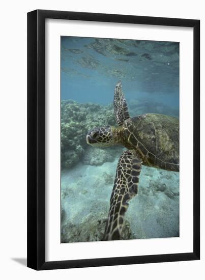 Green Sea Turtle Swimming-DLILLC-Framed Photographic Print