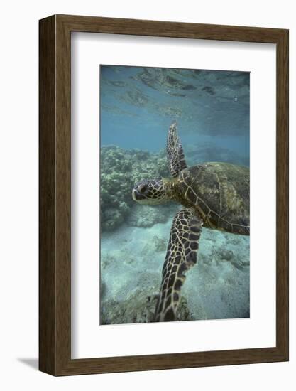 Green Sea Turtle Swimming-DLILLC-Framed Photographic Print