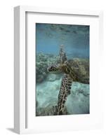 Green Sea Turtle Swimming-DLILLC-Framed Photographic Print