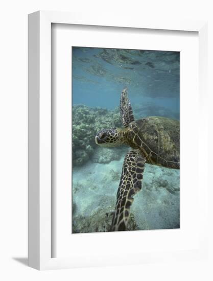 Green Sea Turtle Swimming-DLILLC-Framed Photographic Print