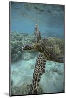 Green Sea Turtle Swimming-DLILLC-Mounted Photographic Print