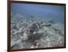 Green Sea Turtle Swimming-DLILLC-Framed Photographic Print