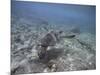 Green Sea Turtle Swimming-DLILLC-Mounted Photographic Print