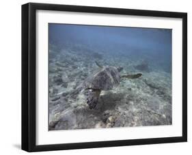 Green Sea Turtle Swimming-DLILLC-Framed Photographic Print