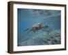 Green Sea Turtle Swimming-DLILLC-Framed Photographic Print