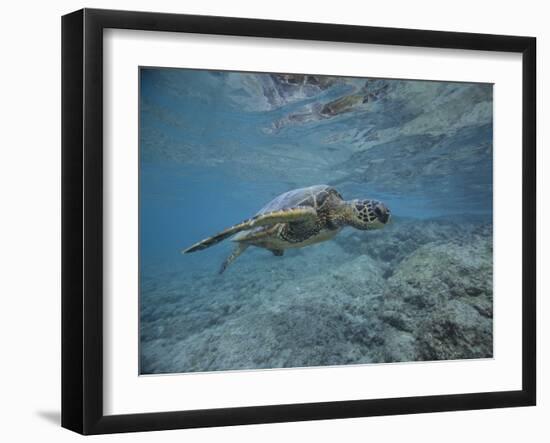 Green Sea Turtle Swimming-DLILLC-Framed Photographic Print