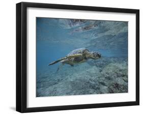 Green Sea Turtle Swimming-DLILLC-Framed Photographic Print