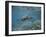 Green Sea Turtle Swimming-DLILLC-Framed Photographic Print