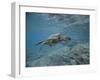 Green Sea Turtle Swimming-DLILLC-Framed Photographic Print