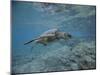 Green Sea Turtle Swimming-DLILLC-Mounted Photographic Print