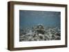 Green Sea Turtle Swimming-DLILLC-Framed Photographic Print