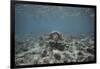 Green Sea Turtle Swimming-DLILLC-Framed Photographic Print