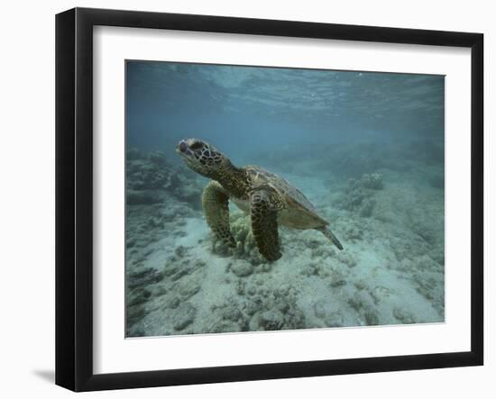 Green Sea Turtle Swimming-DLILLC-Framed Photographic Print