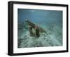 Green Sea Turtle Swimming-DLILLC-Framed Photographic Print