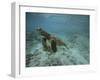 Green Sea Turtle Swimming-DLILLC-Framed Photographic Print