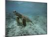 Green Sea Turtle Swimming-DLILLC-Mounted Photographic Print