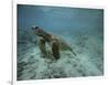 Green Sea Turtle Swimming-DLILLC-Framed Photographic Print