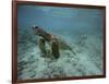 Green Sea Turtle Swimming-DLILLC-Framed Photographic Print