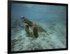 Green Sea Turtle Swimming-DLILLC-Framed Photographic Print