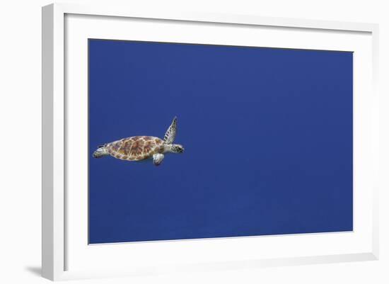 Green Sea Turtle Swimming-null-Framed Photographic Print