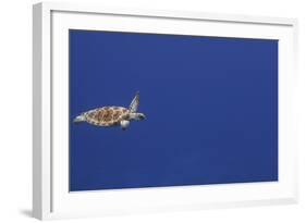 Green Sea Turtle Swimming-null-Framed Photographic Print