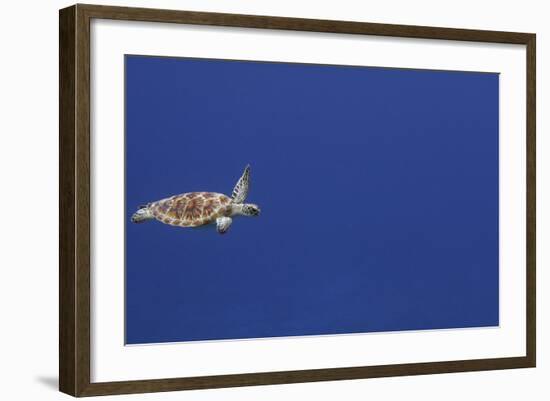 Green Sea Turtle Swimming-null-Framed Photographic Print