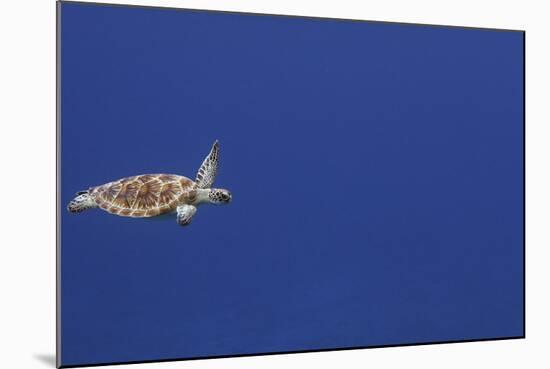 Green Sea Turtle Swimming-null-Mounted Photographic Print