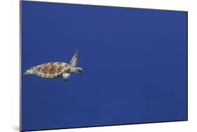 Green Sea Turtle Swimming-null-Mounted Photographic Print