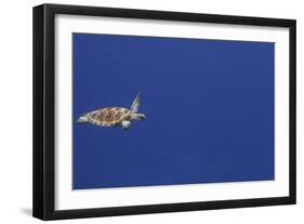 Green Sea Turtle Swimming-null-Framed Photographic Print