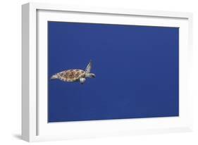 Green Sea Turtle Swimming-null-Framed Photographic Print