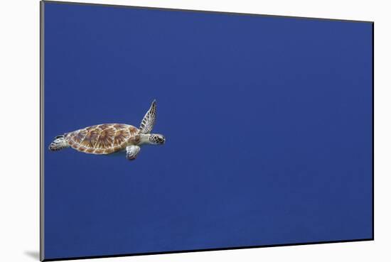 Green Sea Turtle Swimming-null-Mounted Photographic Print