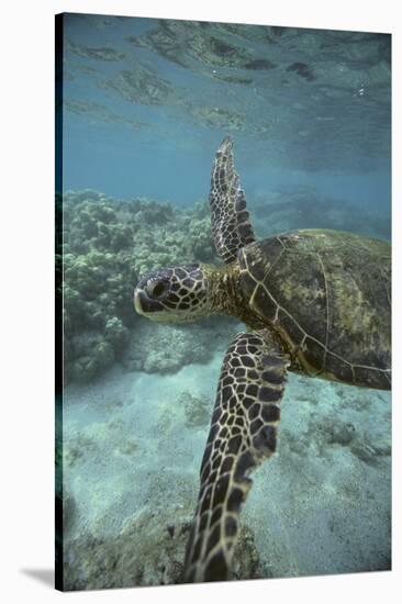 Green Sea Turtle Swimming-DLILLC-Stretched Canvas