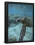 Essential Black