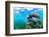 Green sea turtle with shoals of damselfish, Ecuador-Tui De Roy-Framed Photographic Print