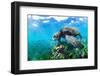 Green sea turtle with shoals of damselfish, Ecuador-Tui De Roy-Framed Photographic Print