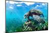 Green sea turtle with shoals of damselfish, Ecuador-Tui De Roy-Mounted Photographic Print