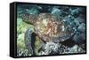 Green Sea Turtle-Georgette Douwma-Framed Stretched Canvas