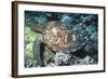 Green Sea Turtle-Georgette Douwma-Framed Premium Photographic Print