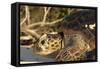 Green Sea Turtle-null-Framed Stretched Canvas