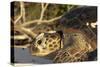 Green Sea Turtle-null-Stretched Canvas