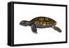 Green Sea Turtle-null-Framed Stretched Canvas