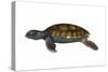 Green Sea Turtle-null-Stretched Canvas