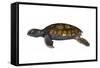 Green Sea Turtle-null-Framed Stretched Canvas