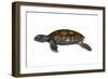 Green Sea Turtle-null-Framed Art Print