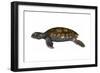 Green Sea Turtle-null-Framed Art Print